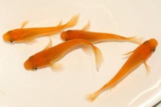 ̵ޥҥĹ ڸʪۡ2ɤ᥹2ɤMLDN2416