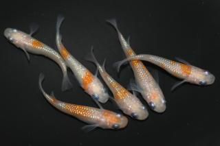 ʥ ڸʪۡ3ɤ᥹3ɤMLDN2415