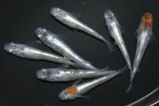 <img class='new_mark_img1' src='https://img.shop-pro.jp/img/new/icons1.gif' style='border:none;display:inline;margin:0px;padding:0px;width:auto;' />γʷ ڸʪۡ3ɤ᥹4ɤMLDN2414