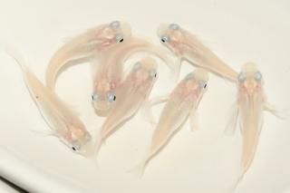 ԥ奢ۥ磻ȥ硼ȡȾ ڸʪۡ2ɤ᥹5ɤLDN2413