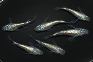 ͥץ塼󥷥硼ȡȾ ڸʪۡ3ɤ᥹3ɤLDN2412