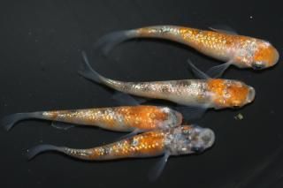  ڸʪۡ2ɤ᥹2ɤMLDN2411