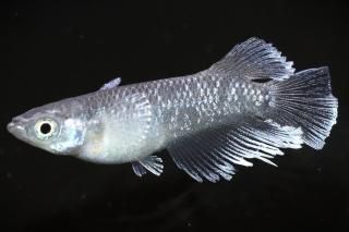 ֥ꥶ ڸʪۡ1ɤ᥹1ɤMLDN2410