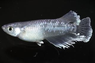 ֥ꥶ ڸʪۡ1ɤ᥹1ɤMLDN2409