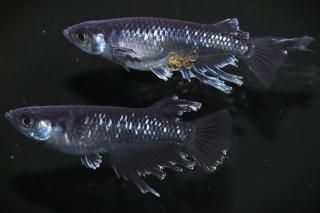 ŷܥ ڸʪۡ1ɤ᥹1ɤMLDN2408