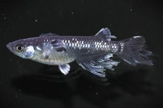 ŷܥ ڸʪۡ1ɤ᥹1ɤMLDN2407