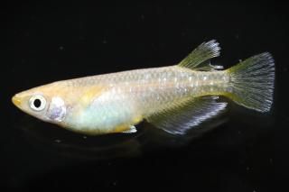 եȥ ڸʪۡ1ɤ᥹1ɤMLDN2406