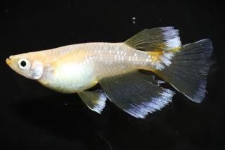 եȥꥢ󥰥ե ڸʪۡ1ɤ᥹1ɤMLDN2405