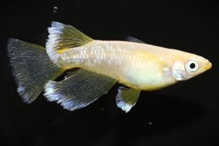 եȥꥢ󥰥ե ڸʪۡ1ɤMLDN2404