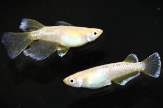 եȥꥢ󥰥եʥ᥹̥ҥ ڸʪۡ1ɤ᥹1ɤMLDN2403