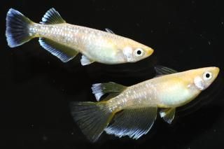 եȥꥢ󥰥եʥ᥹̥ҥ ڸʪۡ1ɤ᥹1ɤMLDN2402