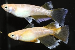 եȥꥢ󥰥ե ڸʪۡ1ɤ᥹1ɤLDN2401