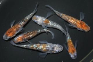 ʥ޷ ڸʪۡ3ɤ᥹3ɤLDN2520