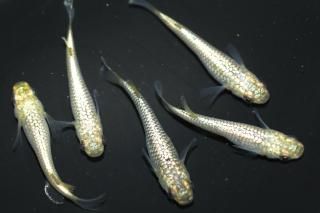 С ڸʪۡ2ɤ᥹3ɤMLDN2519