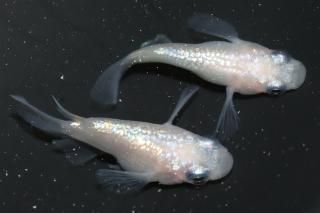 <img class='new_mark_img1' src='https://img.shop-pro.jp/img/new/icons1.gif' style='border:none;display:inline;margin:0px;padding:0px;width:auto;' />ۥ磻ȥͥץ塼 ڸʪۡ1ɤ᥹1ɤMDN2518