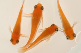 ̵ ڸʪۡ2ɤ᥹2ɤMLDN2517