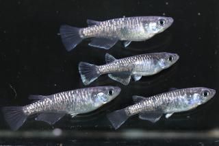 Ƿ ڸʪۡ2ɤ᥹2ɤMLDN2516