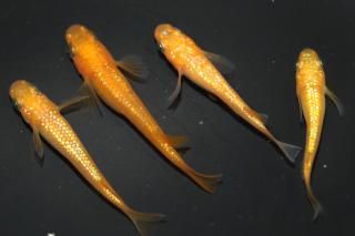 󥸥 ڸʪۡ2ɤ᥹2ɤMLDN2515