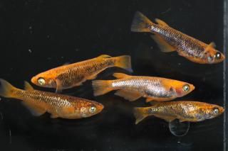 ޼typeRη ڸʪۡ3ɤ᥹2ɤMLDN2514