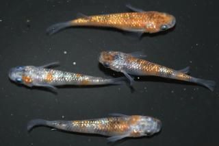  ڸʪۡ2ɤ᥹2ɤMLDN2513