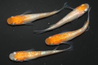  ڸʪۡ2ɤ᥹2ɤMLDN2512