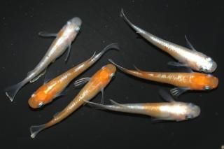 γη ڸʪۡ3ɤ᥹3ɤMLDN2511