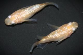 <img class='new_mark_img1' src='https://img.shop-pro.jp/img/new/icons1.gif' style='border:none;display:inline;margin:0px;padding:0px;width:auto;' /> ڸʪۡ1ɤ᥹1ɤMLDN2510