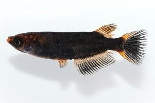 ޼typeR ڸʪۡ1ɤ᥹2ɤMLDN2509