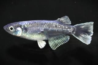 ֥å졼 ڸʪۡ1ɤ᥹1ɤMLDN2508