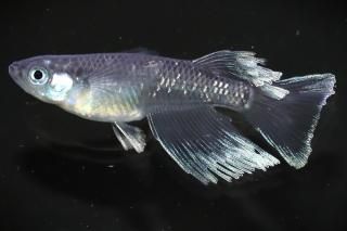 ֥å졼ꥢ󥰥ե ڸʪۡ1ɤ᥹2ɤMLDN2507