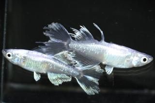 ե˹ ڸʪۡ1ɤ᥹1ɤMLDN2506