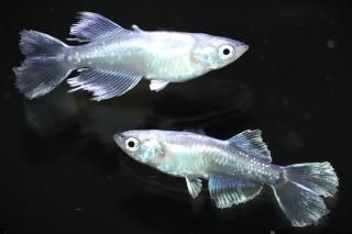 ե˹ ڸʪۡ1ɤ᥹1ɤMLDN2505