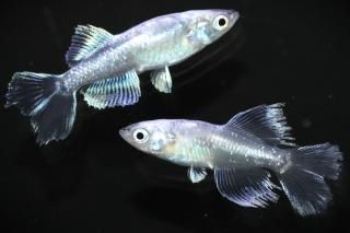 ե˹ ڸʪۡ1ɤ᥹1ɤMLDN2505