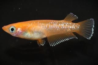 󥻥åȥ ڸʪۡ1ɤ᥹1ɤMLDN2503