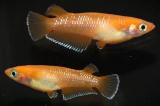 󥻥åȥ ڸʪۡ1ɤ᥹1ɤMLDN2502