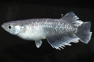 ֥ꥶ ڸʪۡ1ɤMLDN2501