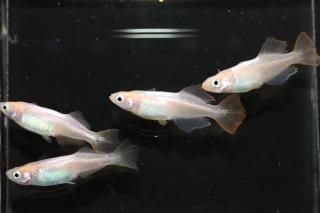 <img class='new_mark_img1' src='https://img.shop-pro.jp/img/new/icons1.gif' style='border:none;display:inline;margin:0px;padding:0px;width:auto;' />ѡ۽6ɤ᥹6ɤML