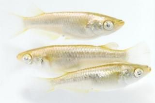 <img class='new_mark_img1' src='https://img.shop-pro.jp/img/new/icons1.gif' style='border:none;display:inline;margin:0px;padding:0px;width:auto;' />ߥ顼 ڸʪۡ1ɤ᥹2ɤMLDN2601