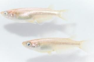 <img class='new_mark_img1' src='https://img.shop-pro.jp/img/new/icons1.gif' style='border:none;display:inline;margin:0px;padding:0px;width:auto;' />ߥ顼 ڸʪۡ1ɤ᥹2ɤMLDN2602