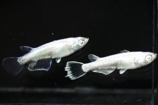 <img class='new_mark_img1' src='https://img.shop-pro.jp/img/new/icons1.gif' style='border:none;display:inline;margin:0px;padding:0px;width:auto;' />ߥ顼奰 ڸʪۡ1ɤ᥹2ɤMLDN2603