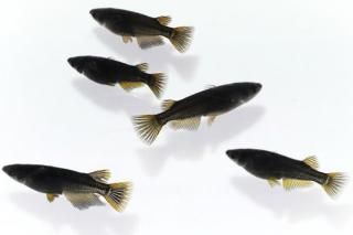 <img class='new_mark_img1' src='https://img.shop-pro.jp/img/new/icons1.gif' style='border:none;display:inline;margin:0px;padding:0px;width:auto;' /> ڸʪۡ2ɤ᥹3ɤMLDN2604