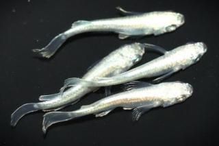 <img class='new_mark_img1' src='https://img.shop-pro.jp/img/new/icons1.gif' style='border:none;display:inline;margin:0px;padding:0px;width:auto;' />ե˹ߥߥ顼奰ҥĹF2 ڸʪۡ2ɤ᥹2ɤMLDN2605