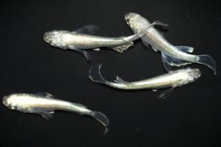 <img class='new_mark_img1' src='https://img.shop-pro.jp/img/new/icons1.gif' style='border:none;display:inline;margin:0px;padding:0px;width:auto;' />ե˹ߥߥ顼奰ҥĹF2 ڸʪۡ2ɤ᥹2ɤMLDN2606