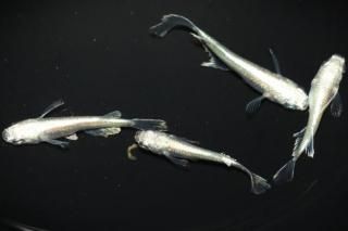 <img class='new_mark_img1' src='https://img.shop-pro.jp/img/new/icons1.gif' style='border:none;display:inline;margin:0px;padding:0px;width:auto;' />ե˹ߥߥ顼奰ҥĹF2 ڸʪۡ2ɤ᥹2ɤMLDN2607