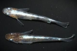 <img class='new_mark_img1' src='https://img.shop-pro.jp/img/new/icons1.gif' style='border:none;display:inline;margin:0px;padding:0px;width:auto;' />ֳ ڸʪۡ1ɤ᥹1ɤMLDN2608