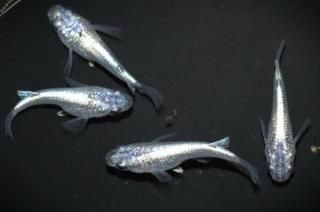 <img class='new_mark_img1' src='https://img.shop-pro.jp/img/new/icons1.gif' style='border:none;display:inline;margin:0px;padding:0px;width:auto;' />ͥץ塼Ⱦ ڸʪۡ2ɤ᥹2ɤMLDN2609