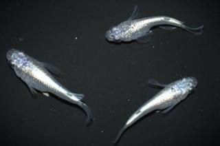 <img class='new_mark_img1' src='https://img.shop-pro.jp/img/new/icons1.gif' style='border:none;display:inline;margin:0px;padding:0px;width:auto;' />ͥץ塼Ⱦ ڸʪۡ1ɤ᥹2ɤMLDN2610