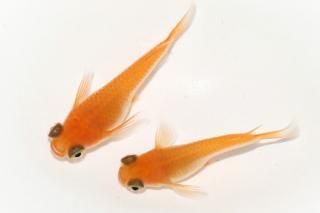 <img class='new_mark_img1' src='https://img.shop-pro.jp/img/new/icons1.gif' style='border:none;display:inline;margin:0px;padding:0px;width:auto;' />̵Ⱦ ڸʪۡ1ɤ᥹1ɤMLDD0909