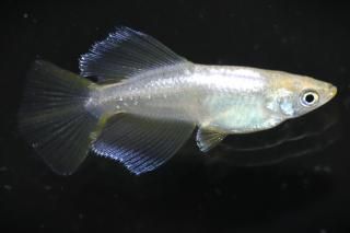 <img class='new_mark_img1' src='https://img.shop-pro.jp/img/new/icons1.gif' style='border:none;display:inline;margin:0px;padding:0px;width:auto;' />ϥꥢ󥰥ե ڸʪۡ1ɤ᥹1ɤMDD1005