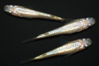 NEO ڸʪۡ1ɤ᥹2ɤMLDD1101